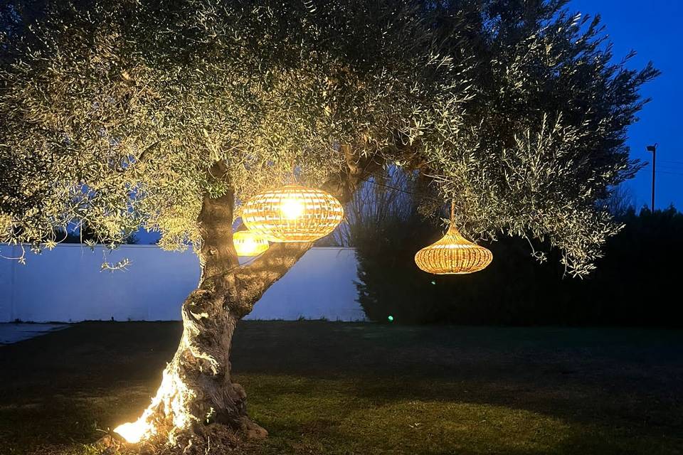 Olivo iluminado