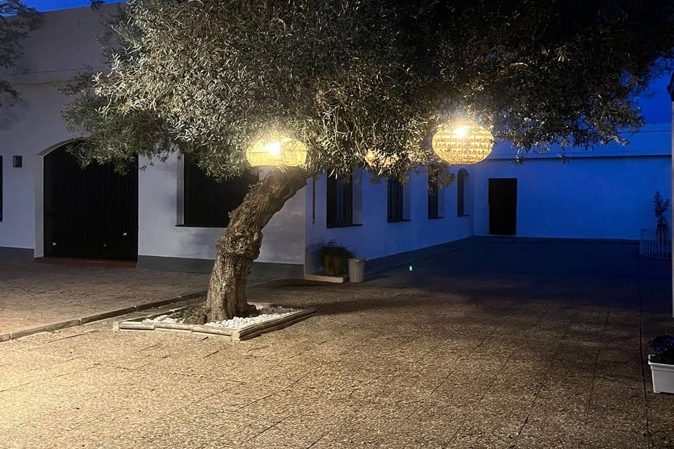Decoración lamparas bambú oliv