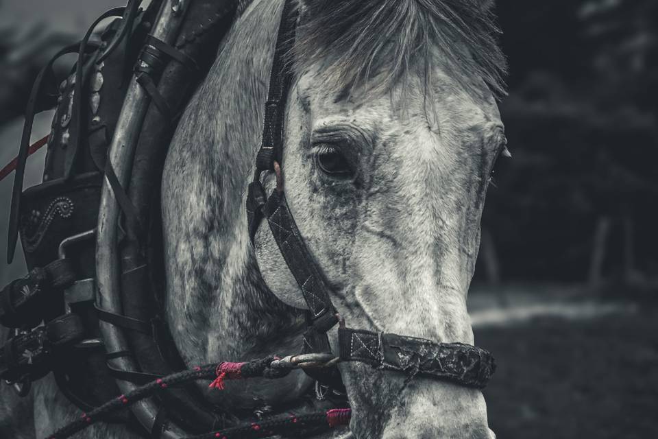 Animales