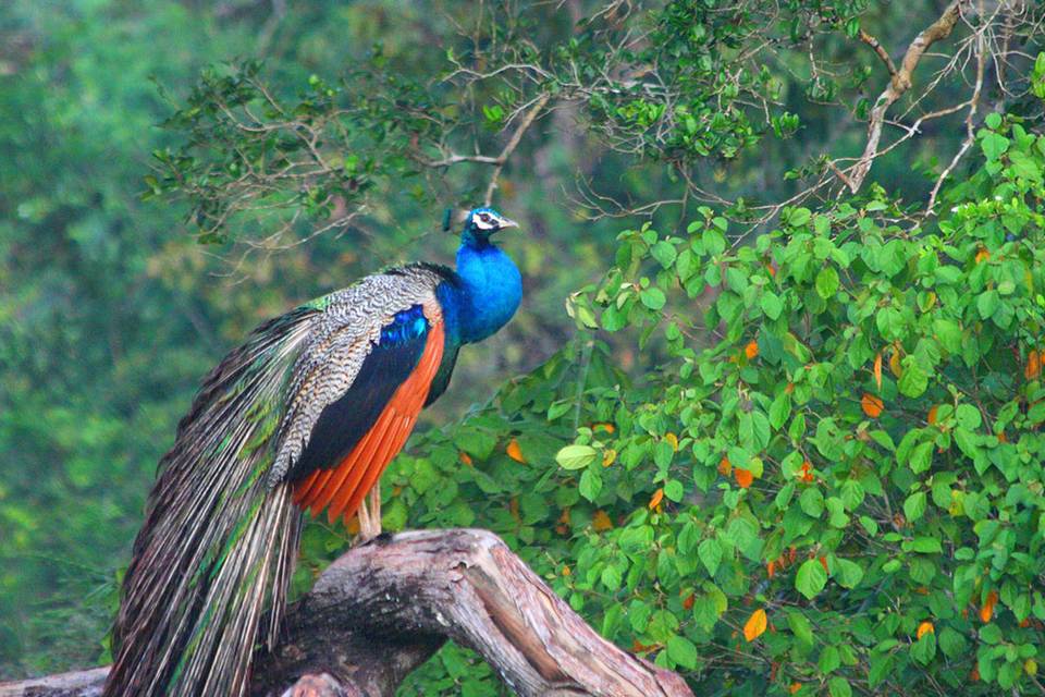 Sri Lanka, naturaleza pura