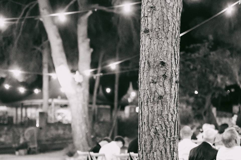 Bodas