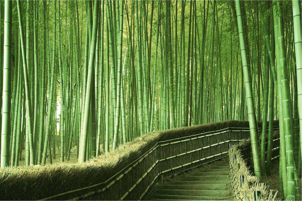 Bosque de Bambú en Japón