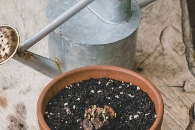 Bomba de semillas germinando