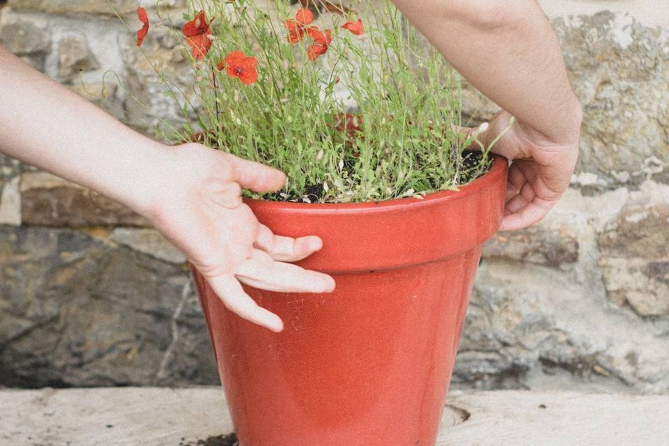 Detalle de amapolas