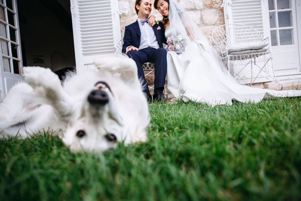 Perro en la boda