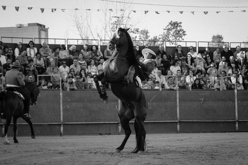 Caballos
