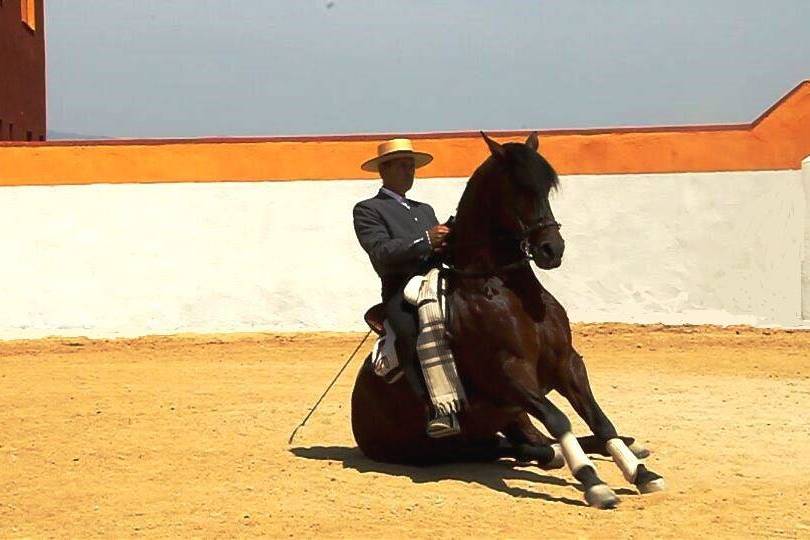 Doma de caballo