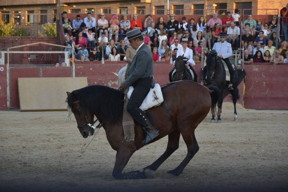 Caballos