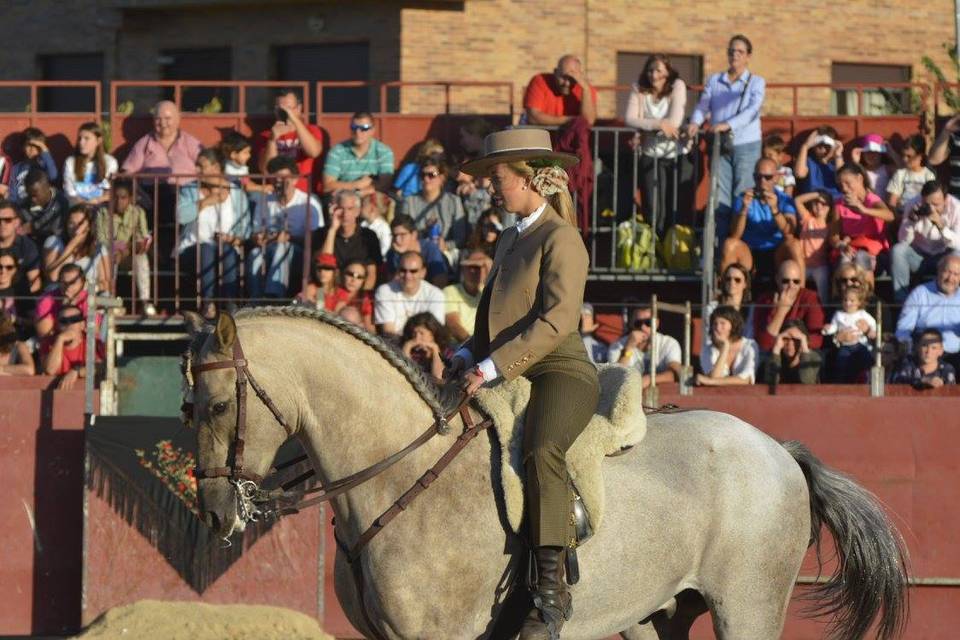 Caballos