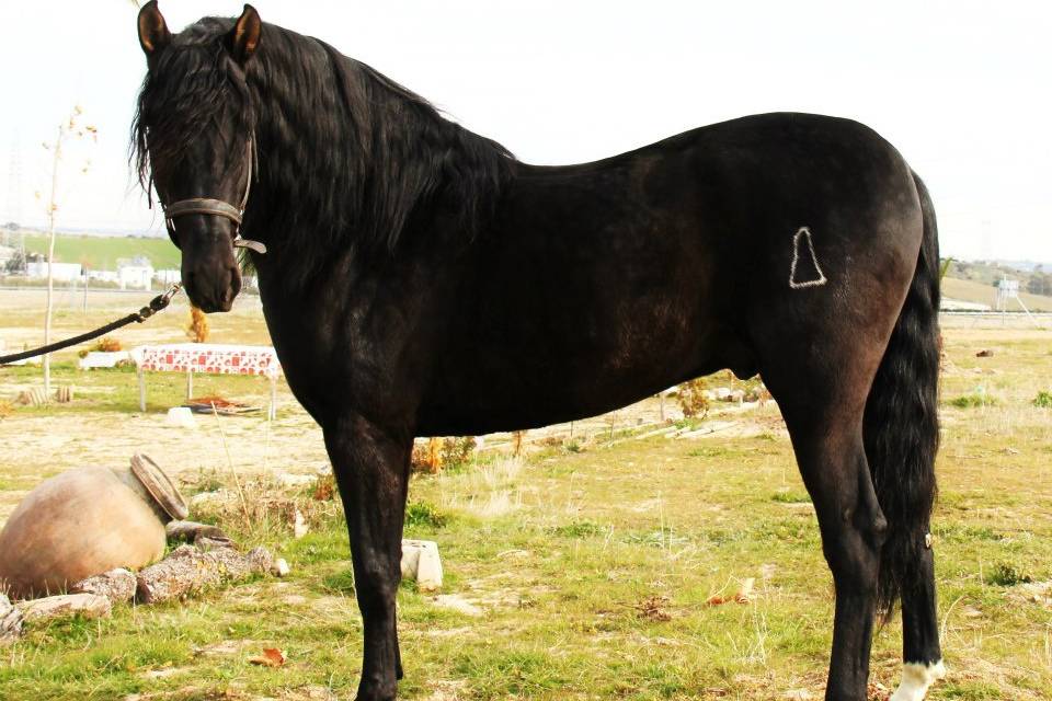 Caballos pura raza andaluza
