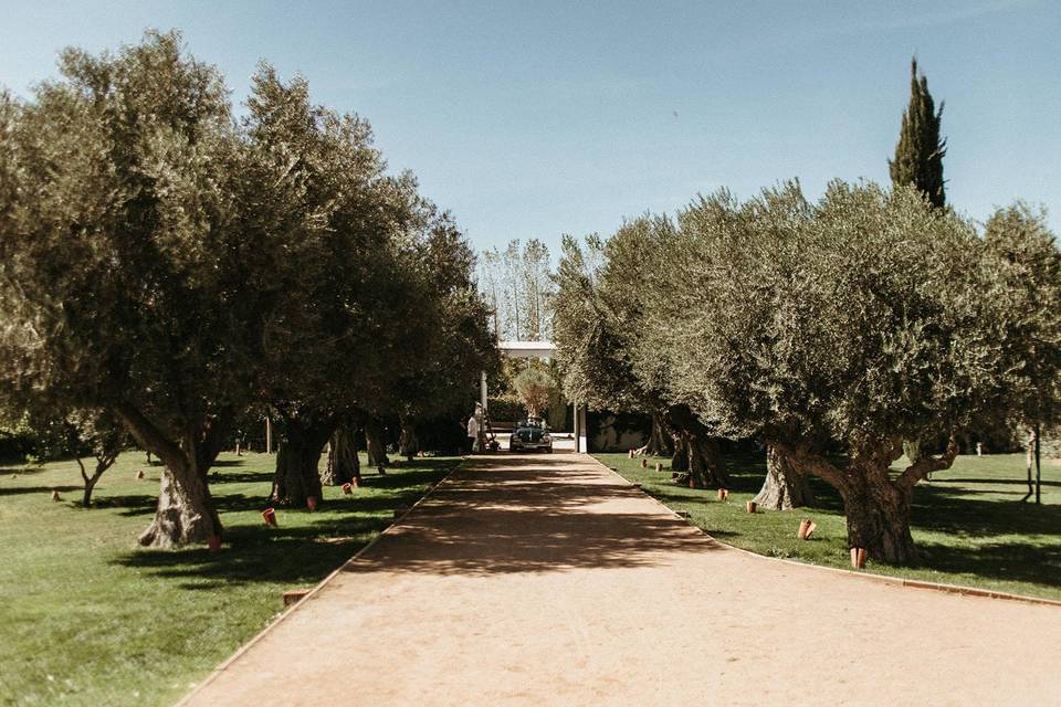 Olivo y Albero