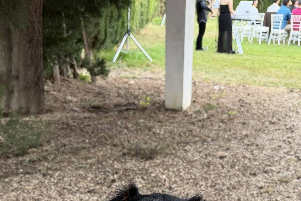 Arlo