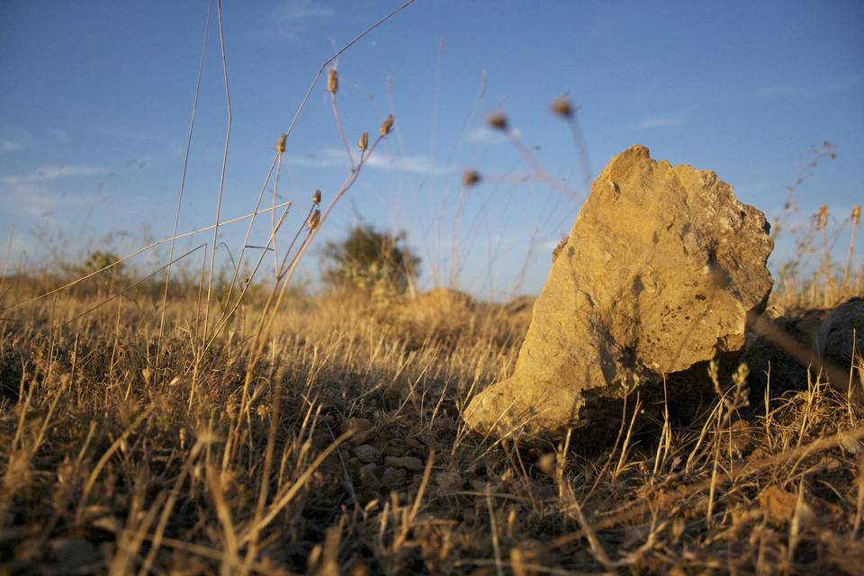 Bodas en el campo