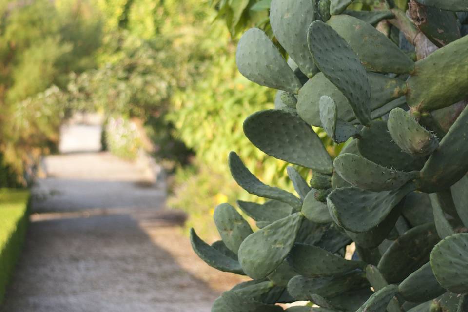 Flores del jardín