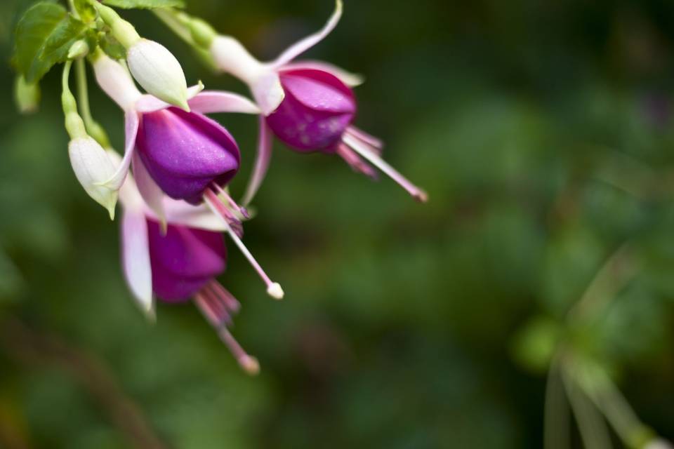 Flores del jardín