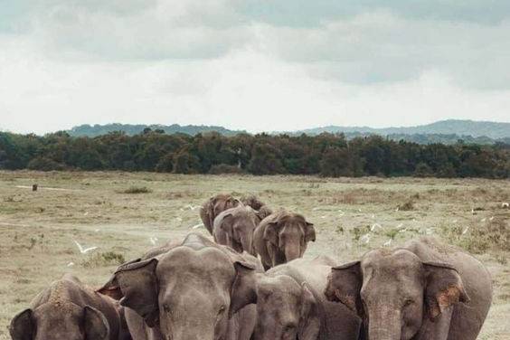 Elefantes Sri Lanka