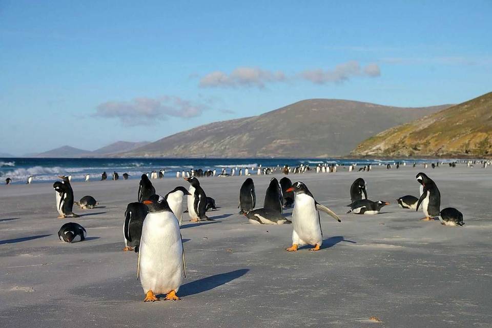 Isla pingüino