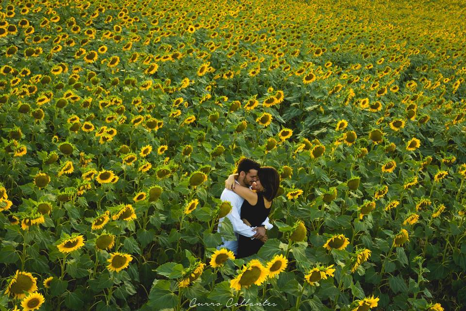 Preboda entre girasoles