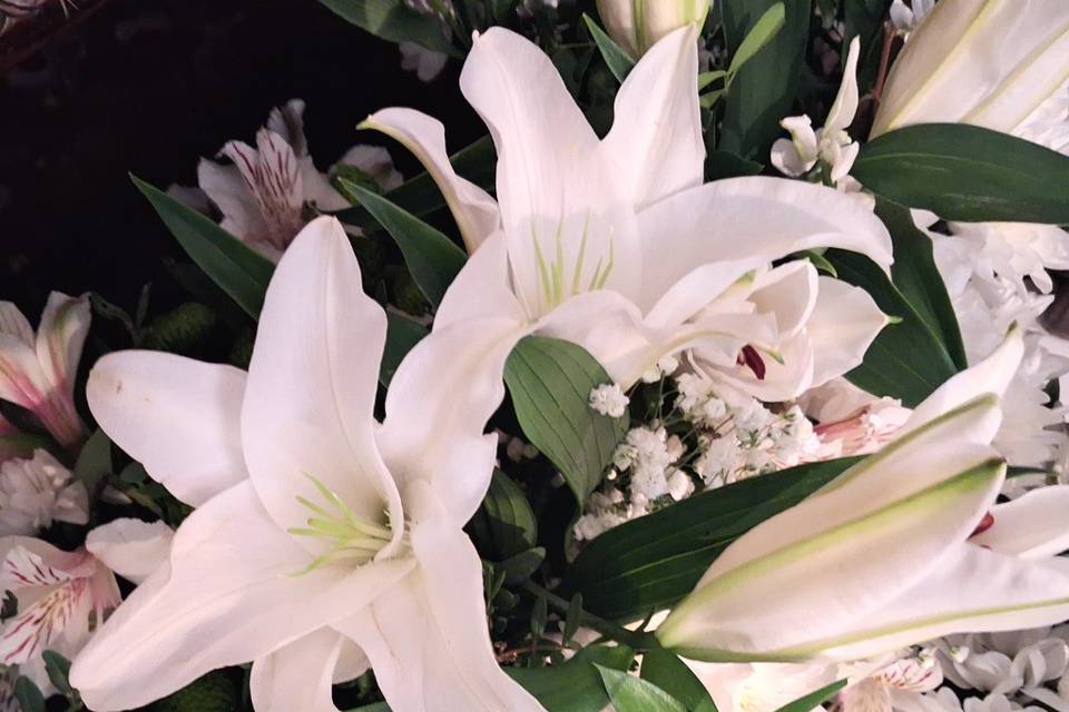Flores