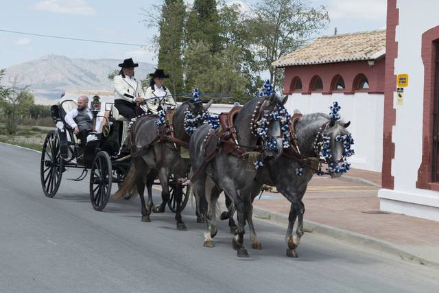 Coches de caballos El Niño