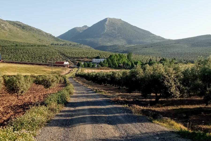 Entrada hacia el cortijo