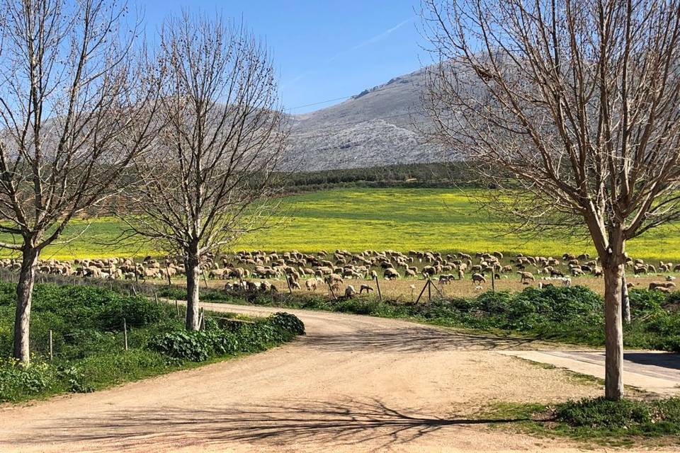 Cortijo Las Mozas