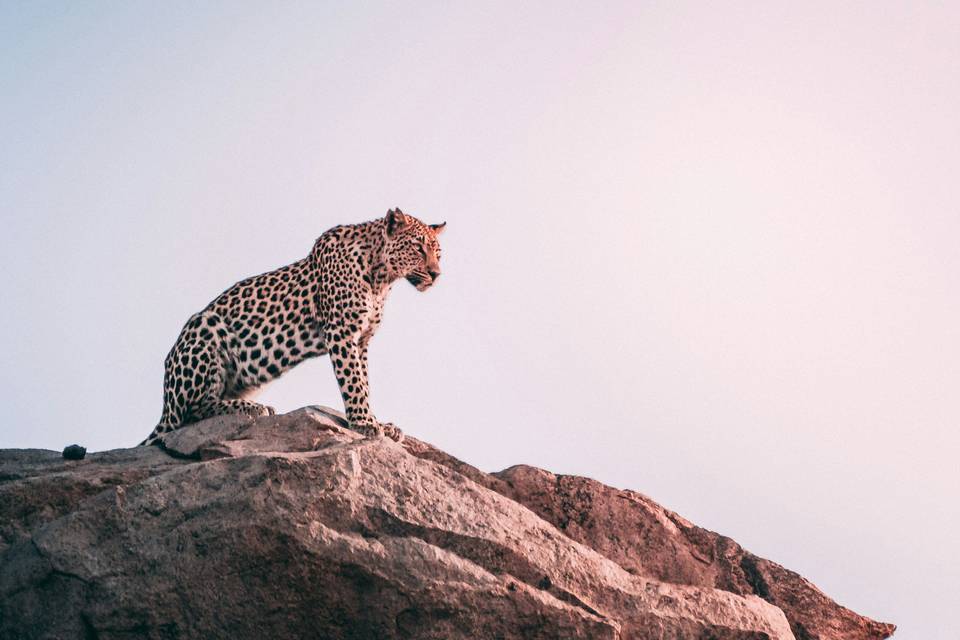 África