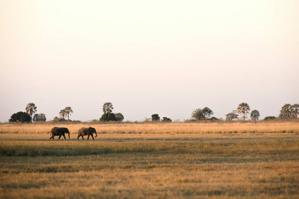 Sabana
