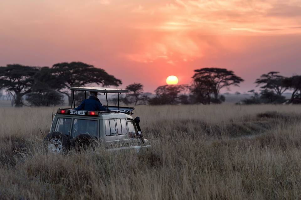 Safari al atardecer