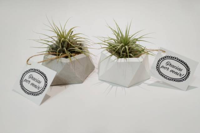Base hexágonal con tillandsia