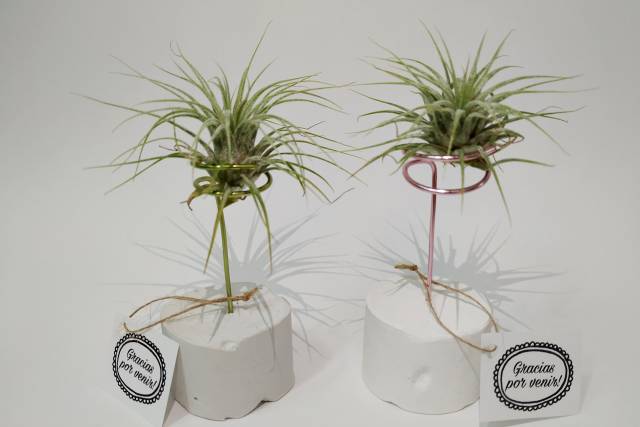 Base de cemento con tillandsia