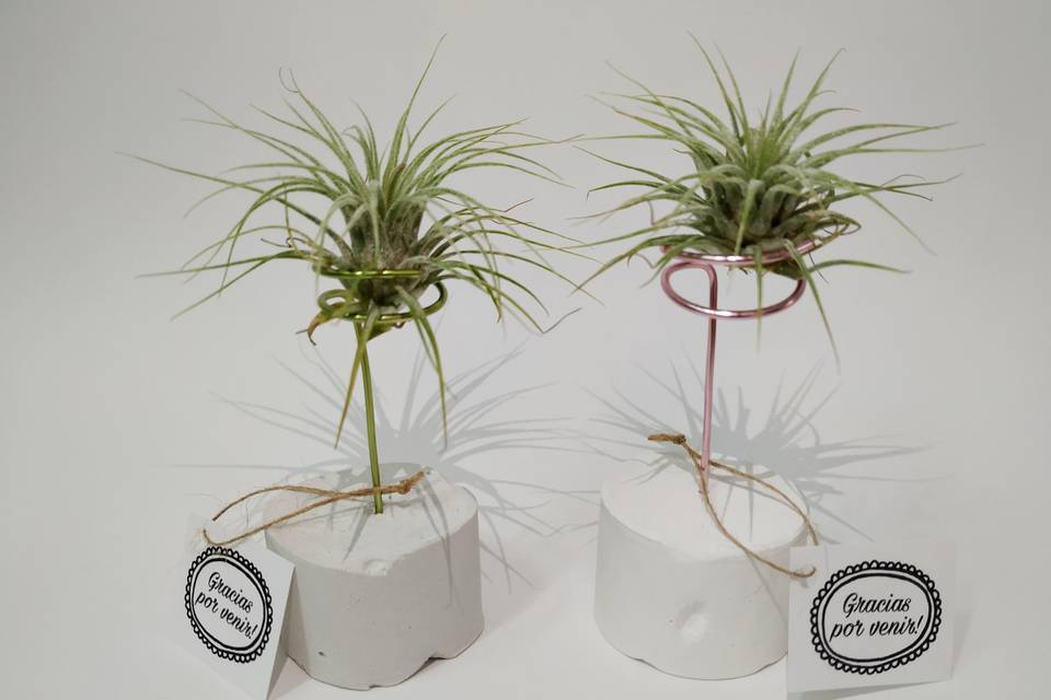 Base de cemento con tillandsia