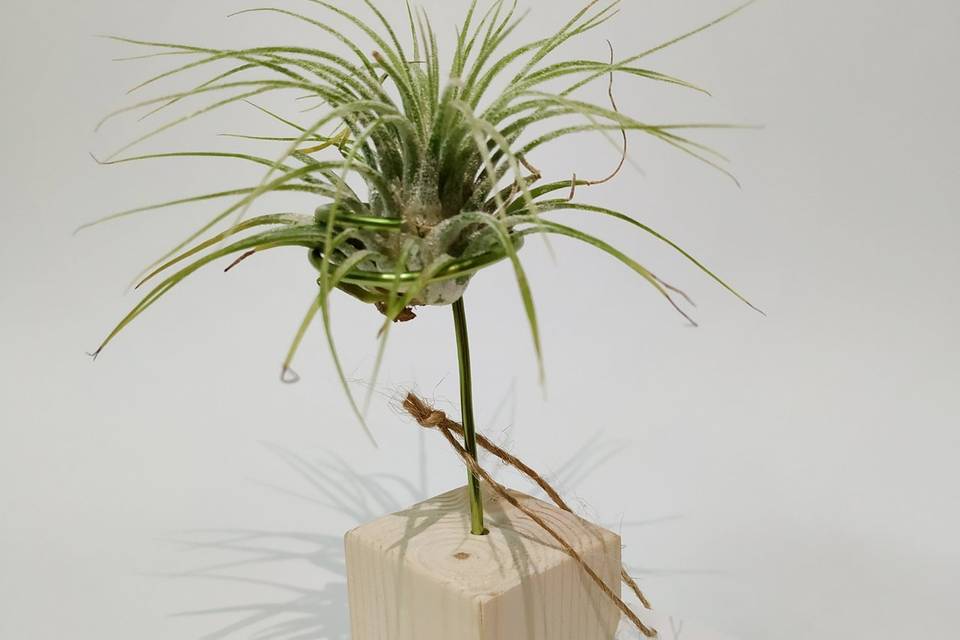 Base de madera con tillandsia