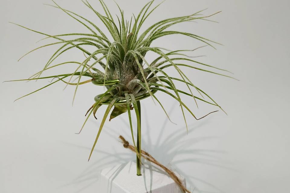 Base blanca con tillandsia