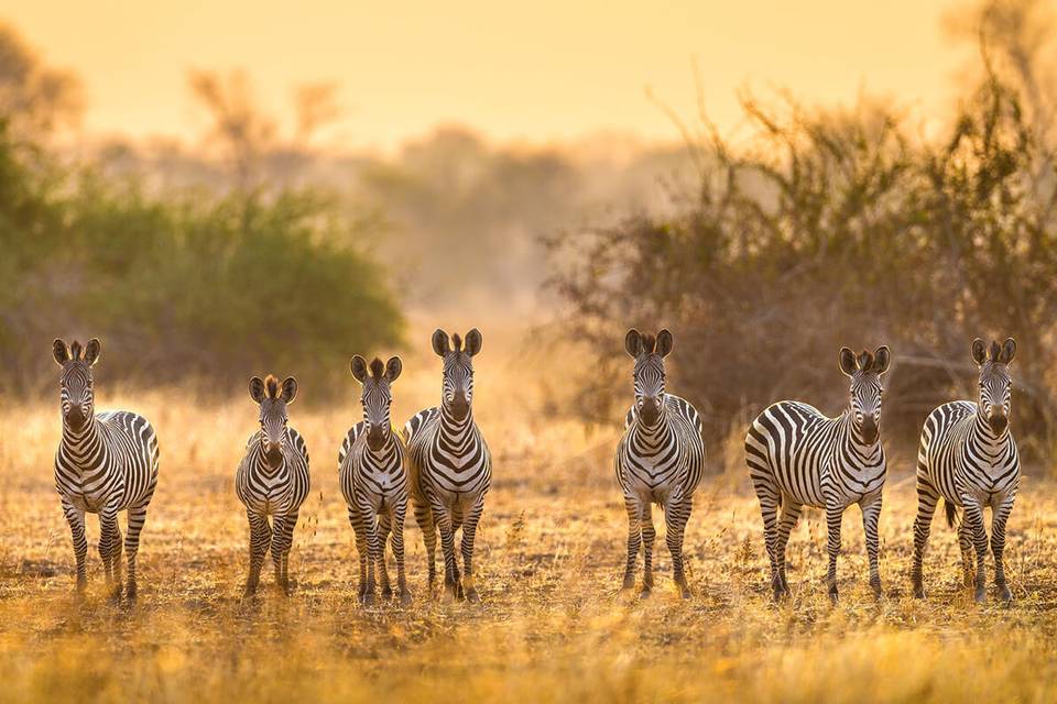 Safaris en Zambia