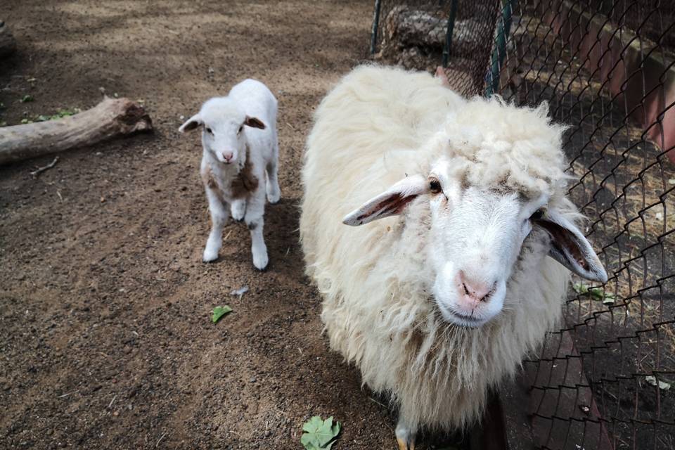 Ovejas de la finca