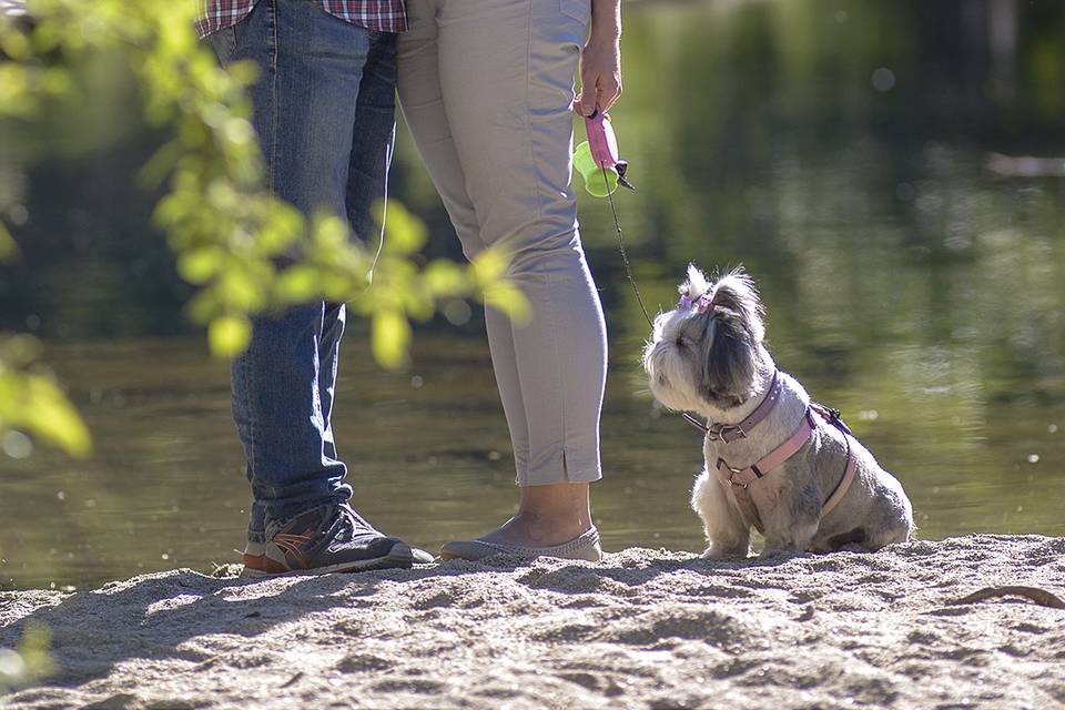 Preboda con mascota