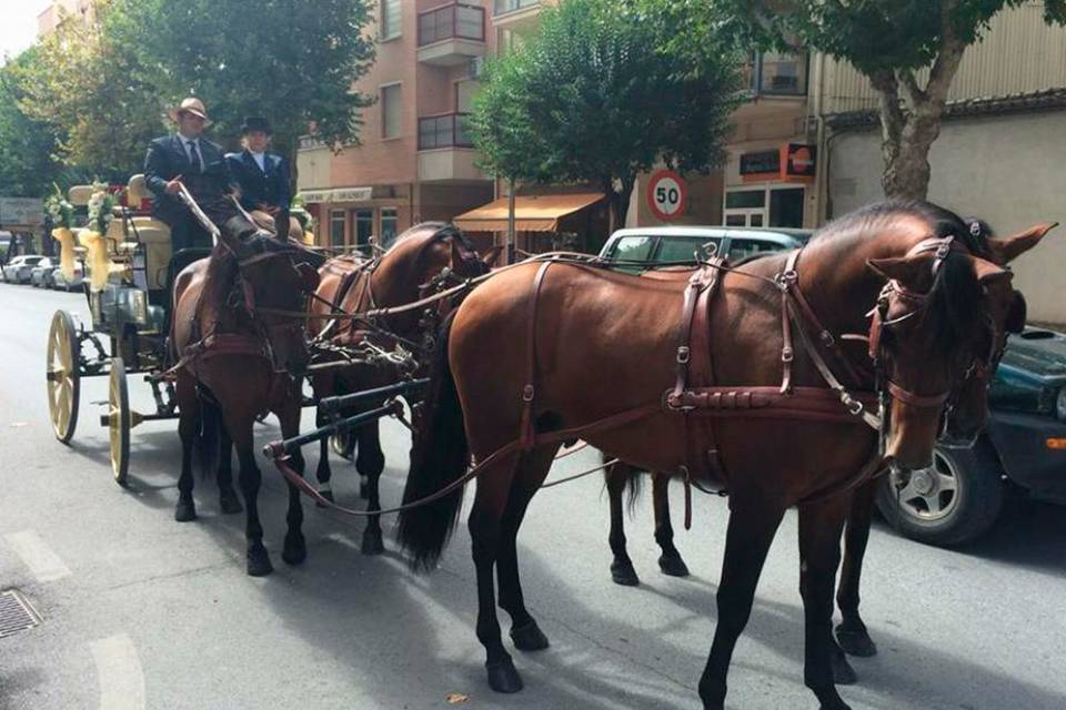 Coches de Caballos