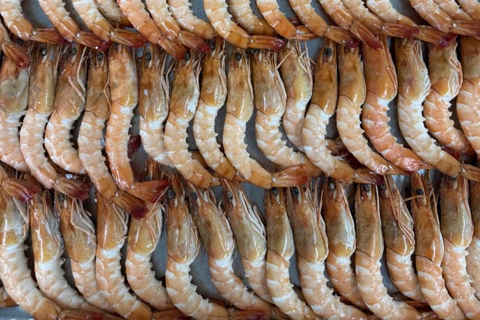 Catering de ostras y marisco