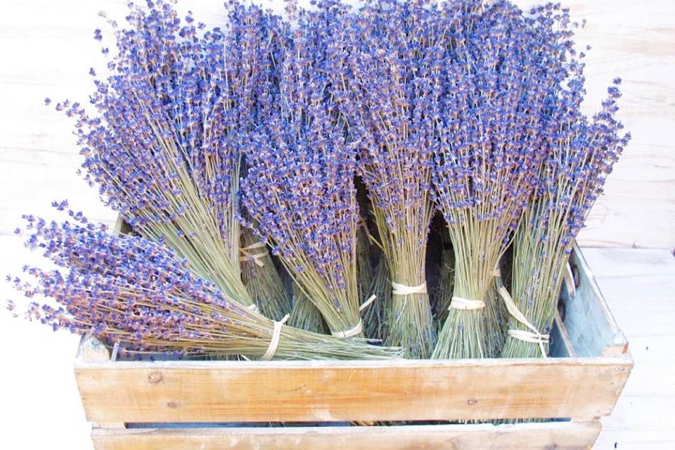 Ramo Lavanda SuperBlue