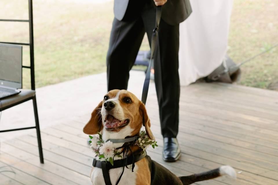 Perro llevando las alianzas