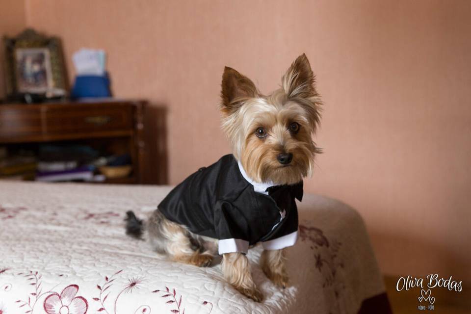 Oliva Bodas mascotas