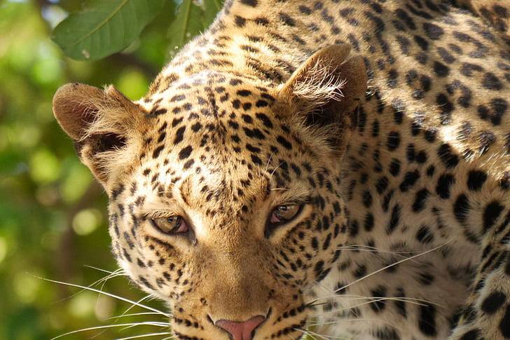 La fauna más espectacular