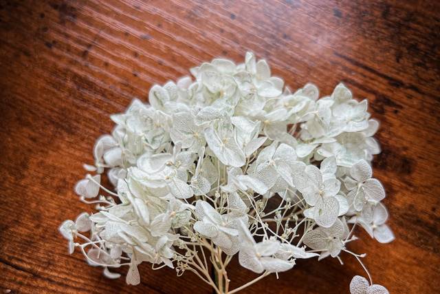 Hortensia verde