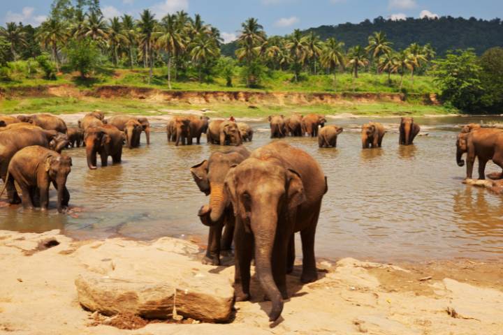 Safari en PN Yala