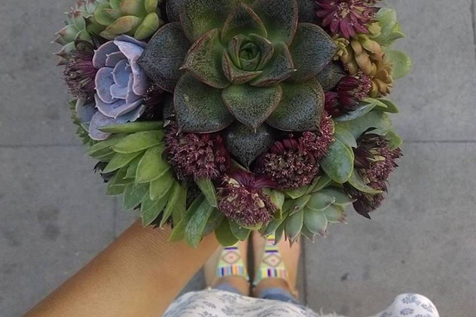 Succulents