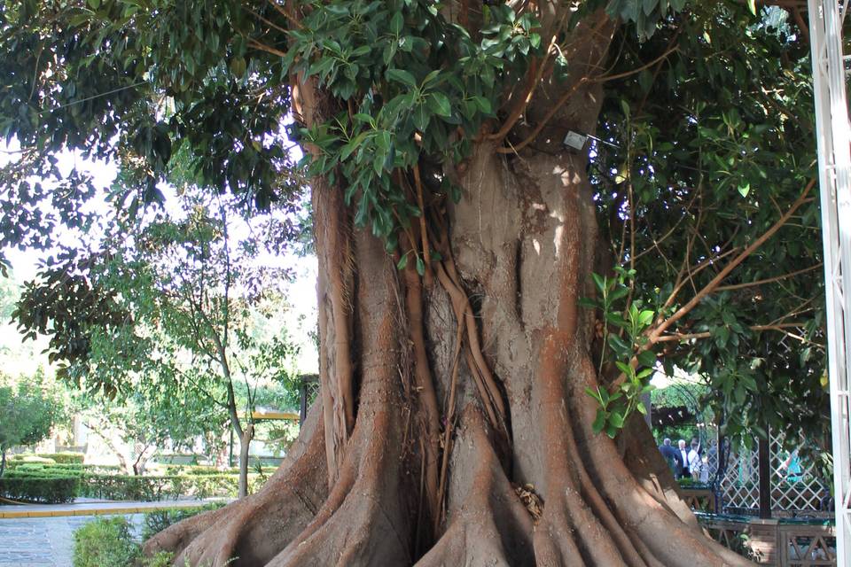 Árbol centenario