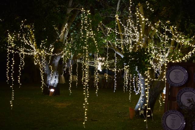 árbol con liana
