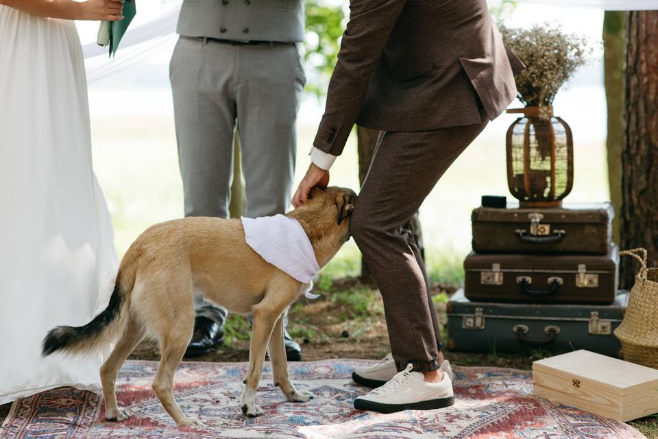 Perro en la ceremonia