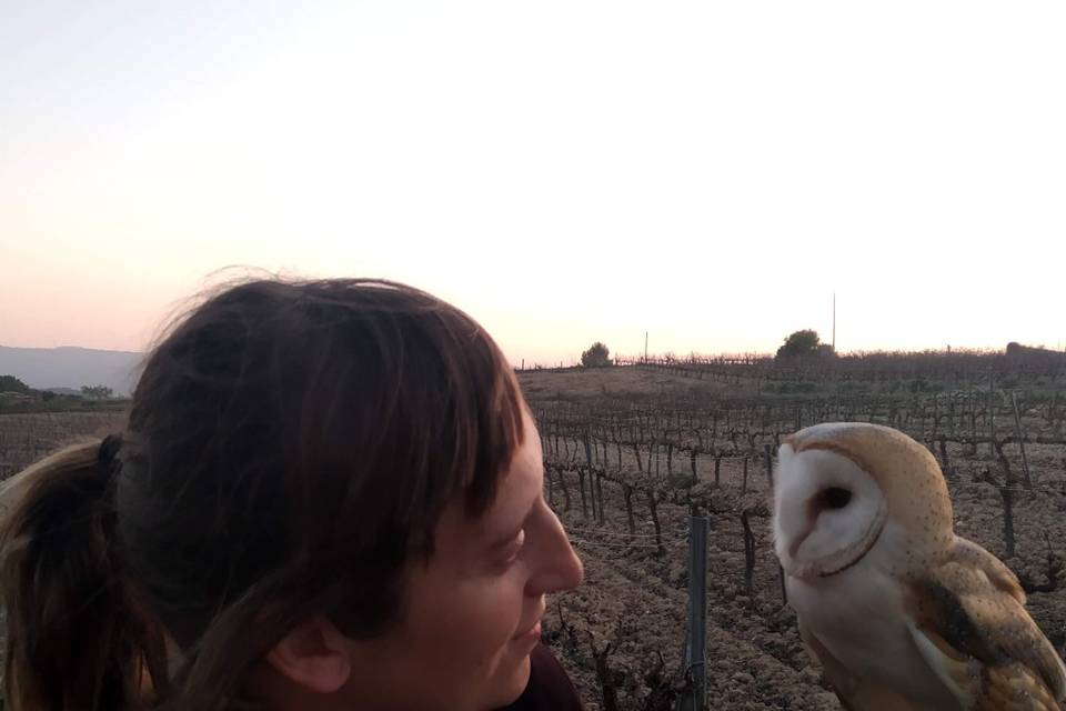 Òliba antes de un vuelo de tarde